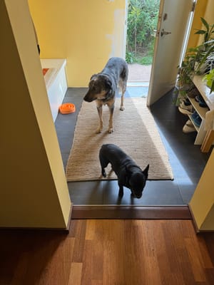 (Untitled)